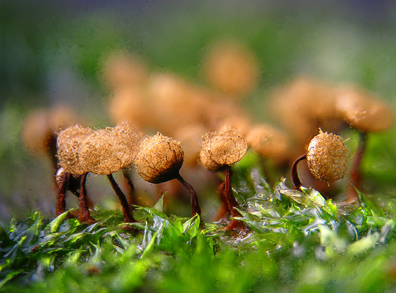 Cribraria argillacea